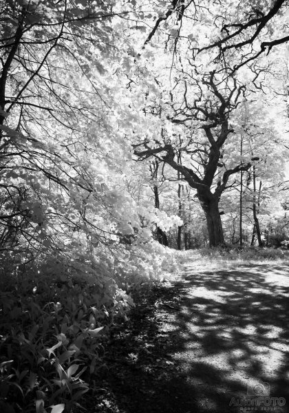 Igor Visnjakov Пейзаж